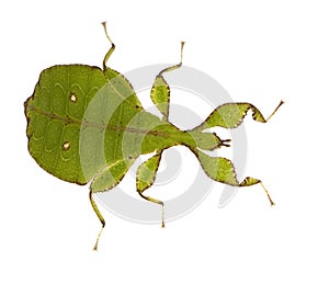 Leaf insect, Phylliidae - Phyllium sp photo