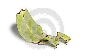 Leaf insect, Phyllium giganteum, in front of white background photo