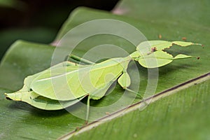 Leaf Insect. photo