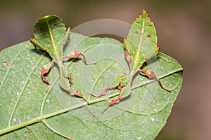 Leaf insect Phyllium westwoodi photo