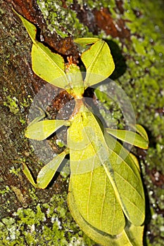 Leaf Insect, Sinharaja National Park Rain Forest, Sri Lanka