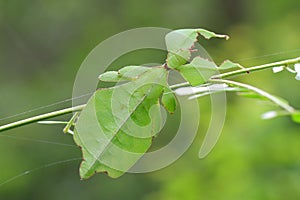 Leaf insect in Thailand. photo