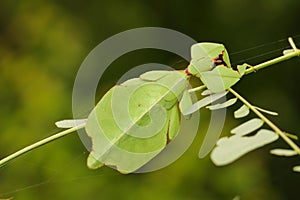 Leaf insect in Thailand.