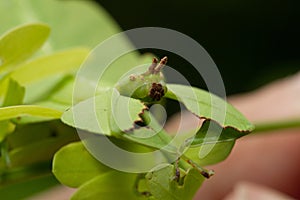 Leaf insect in Thailand.