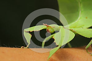 Leaf insect in Thailand.