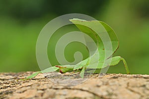 Leaf insect in Thailand.