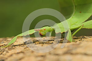 Leaf insect in Thailand.
