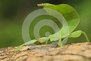 Leaf insect in Thailand.