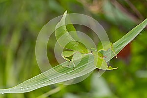 Leaf insect in Thailand.