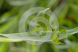 Leaf insect in Thailand.