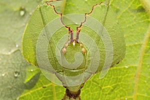Leaf insect in Thailand.
