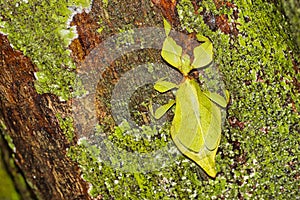 Leaf Insect, Walking Leaf, Sinharaja National Park Rain Forest, Sri Lanka