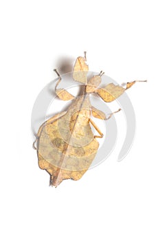 Leaf Insect on White Background.