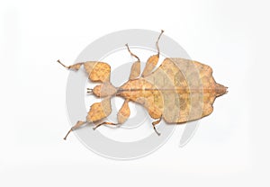 Leaf Insect on White Background.