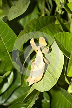 Leaf insects Phylliidae are camouflaged, Indonesia photo