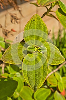 Leaf of the invasive Clidemia that thrives in humid climates. madeira Portugal