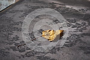 Leaf isolated on the grey background autumn