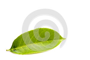 Leaf isolated over white