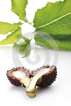 Leaf of the Jack-in-the-pulpit plant (Arisaema) and fruit