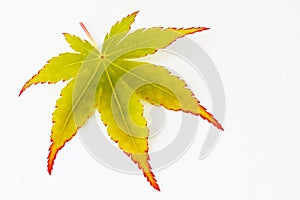 Leaf of a Japanese maple tree