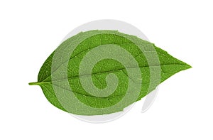 Leaf of jasmine plant isolated on white