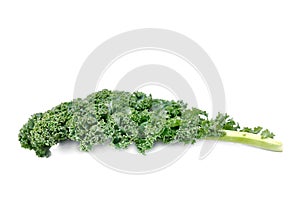 Leaf of kale cabbage