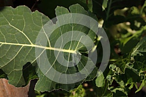 LEAF OF A KALE PLANT WITH WHITE VEINING