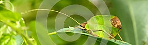 leaf katydid photo
