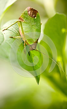 leaf katydid