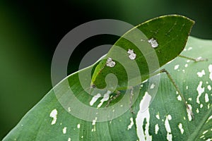 Leaf katydid