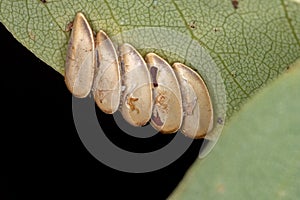 Leaf Katydid Eggs