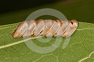 Leaf Katydid hatched Eggs