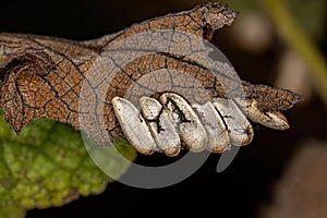 Leaf Katydid hatched Eggs