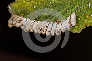 Leaf Katydid hatched Eggs