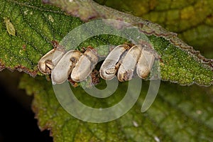 Leaf Katydid hatched Eggs