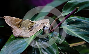 Leaf Katydid in the jungle costa ricas