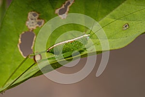 Leaf Katydid Nymph