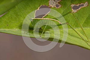 Leaf Katydid Nymph