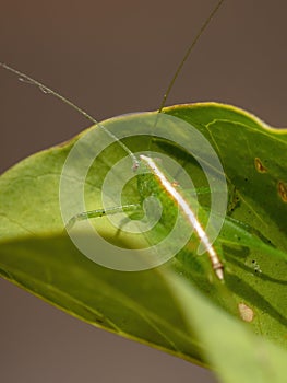 Leaf Katydid Nymph