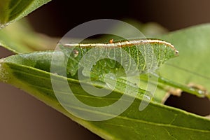 Leaf Katydid Nymph