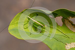 Leaf Katydid Nymph