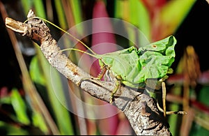 Leaf Katydid photo