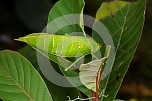 Leaf katydids-Arachnacris corporalis