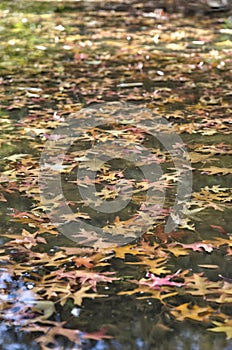 Leaf in a lake