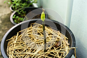 A leaf of laurel clockvine tree