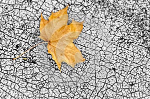 A leaf is laying on a cracked concrete surface
