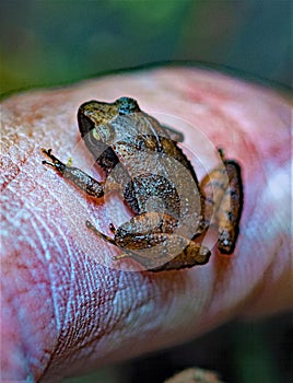 Leaf leader rain frog, perched on the first digit of a human forefinger.