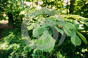 Leaf Leaves On Branch Of Green Alder Or Alnus Viridis Tree Growing