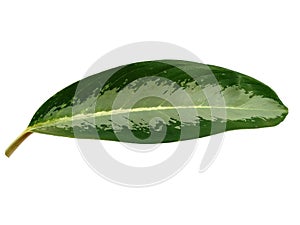 Leaf or Leaves Isolated on white background. Aglaonema commutatum leaf.