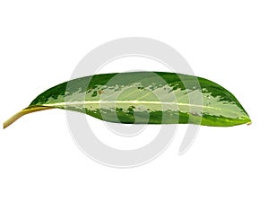 Leaf or Leaves Isolated on white background. Aglaonema commutatum leaf.